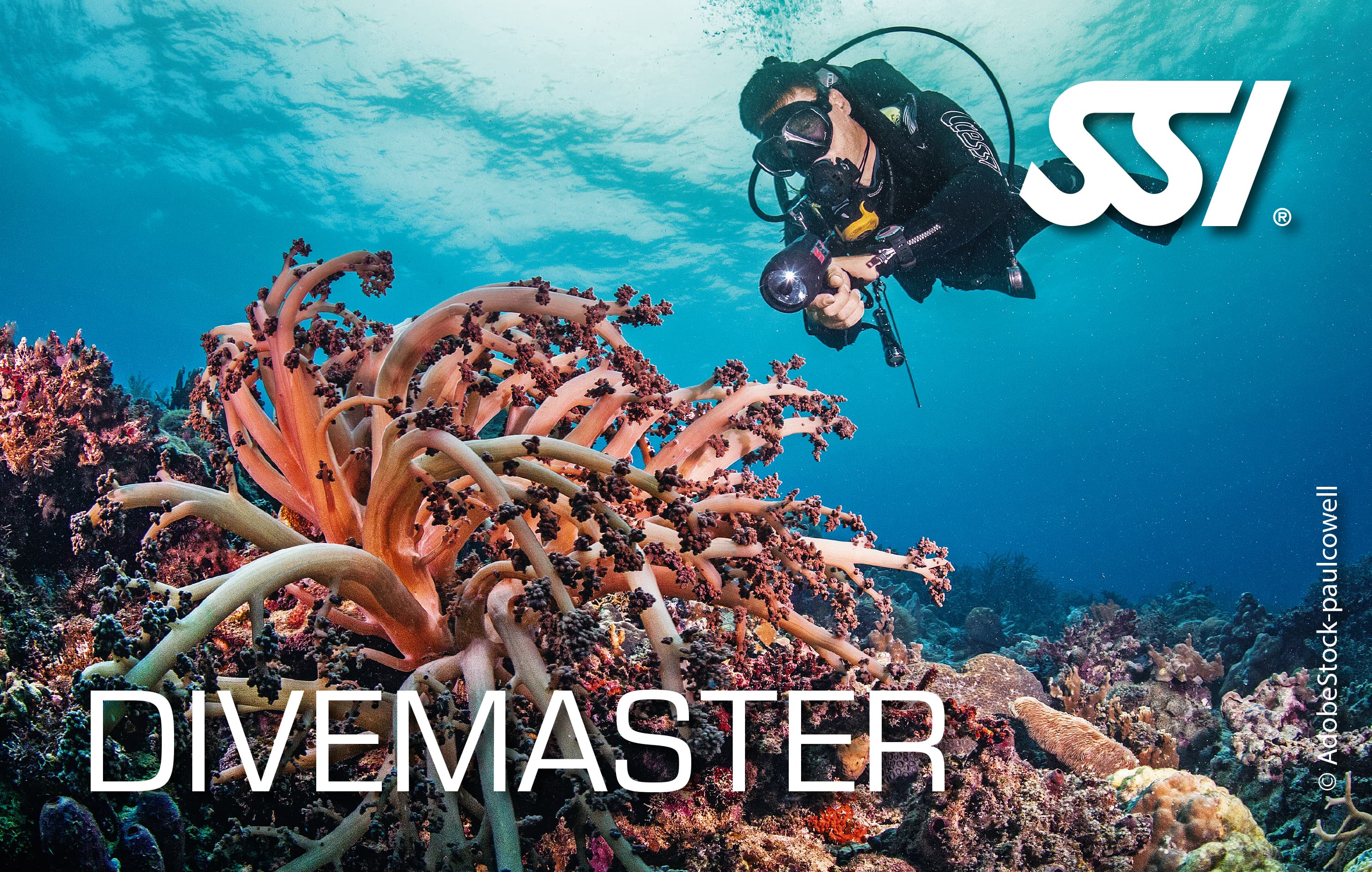 DIVE GUIDE/DIVEMASTER